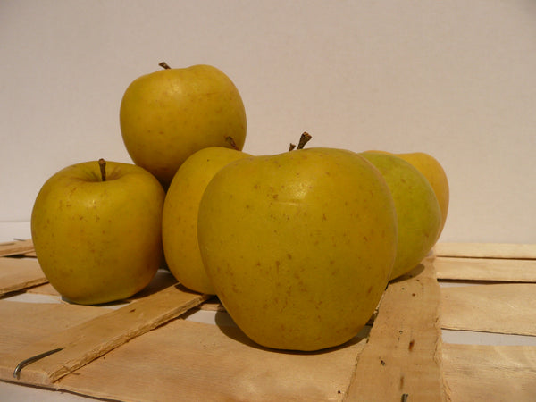 Poma Golden / Manzana Golden ECO